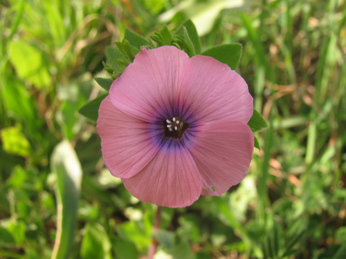 Image of Linum pubescens by (c) Nachman bones, some rights reserved (CC BY)