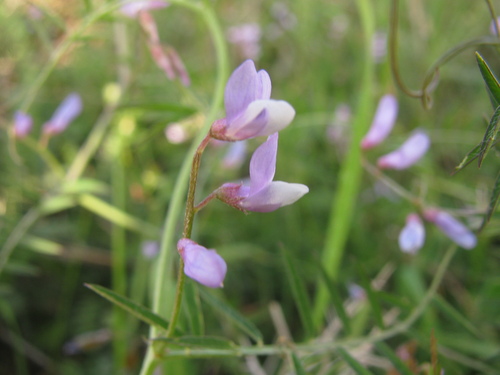 Palestinian Vetch (Vicia palaestina)