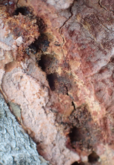 Dendroctonus rufipennis
