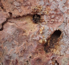 Dendroctonus rufipennis