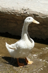 Anas platyrhynchos domesticus