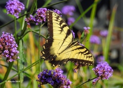 Papilio glaucus