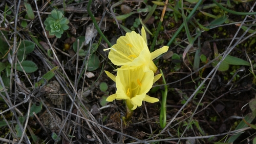 Narcissus hedraeanthus, photograph 1