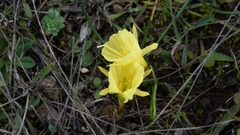 Narcissus hedraeanthus, photograph (c) antoterryn, some rights reserved (CC BY)