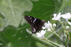 Codatractus arizonensis