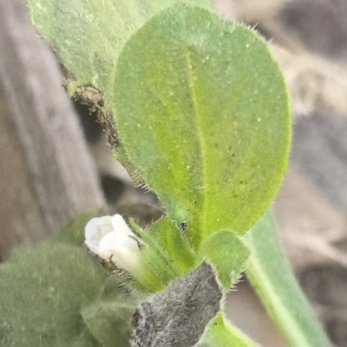 Image of Nama jamaicensis by no rights reserved