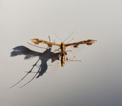 Geina periscelidactylus
