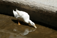 Anas platyrhynchos domesticus