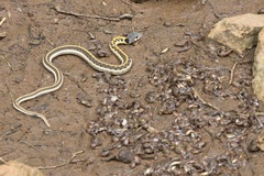 Thamnophis cyrtopsis cyrtopsis