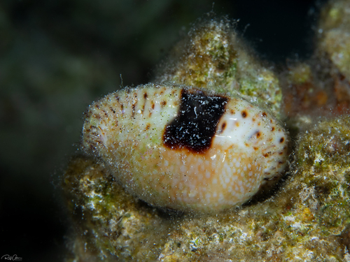Cypraea nebrites observed 2024-07-19