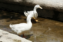 Anas platyrhynchos domesticus