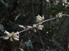Elaeagnus conferta