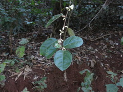 Elaeagnus conferta