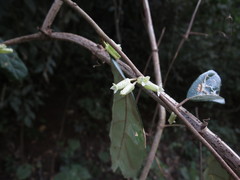 Elaeagnus conferta