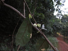 Elaeagnus conferta