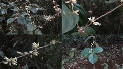 Elaeagnus conferta