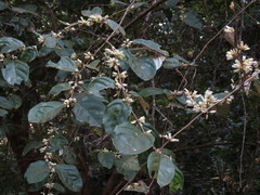 Elaeagnus conferta