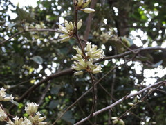 Elaeagnus conferta