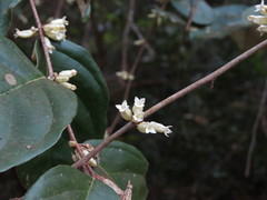 Elaeagnus conferta