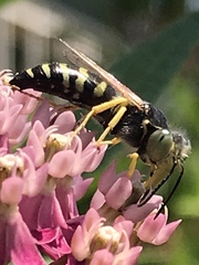 Bembix americana spinolae