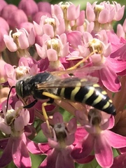 Bembix americana spinolae