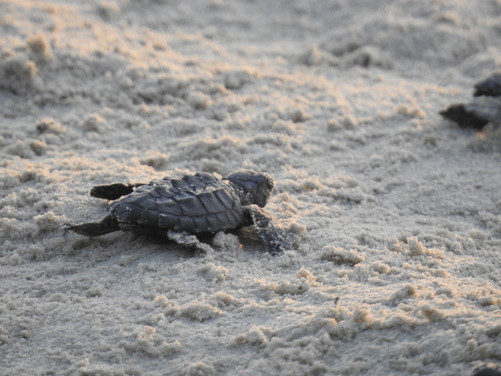 Kemp's ridley hatchling heading across the beach at dawn