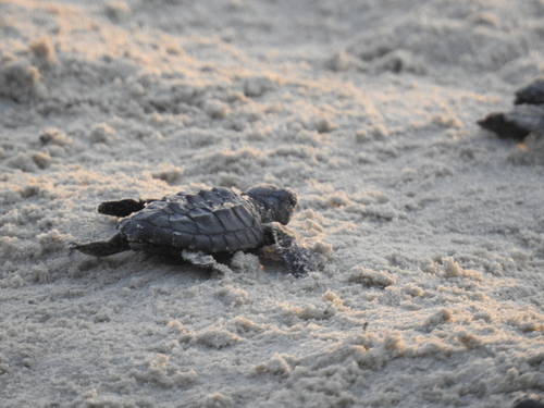 Kemp's Ridley Sea Turtle photographed in Texas