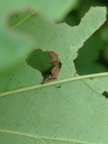Red-washed Prominent photo 3
