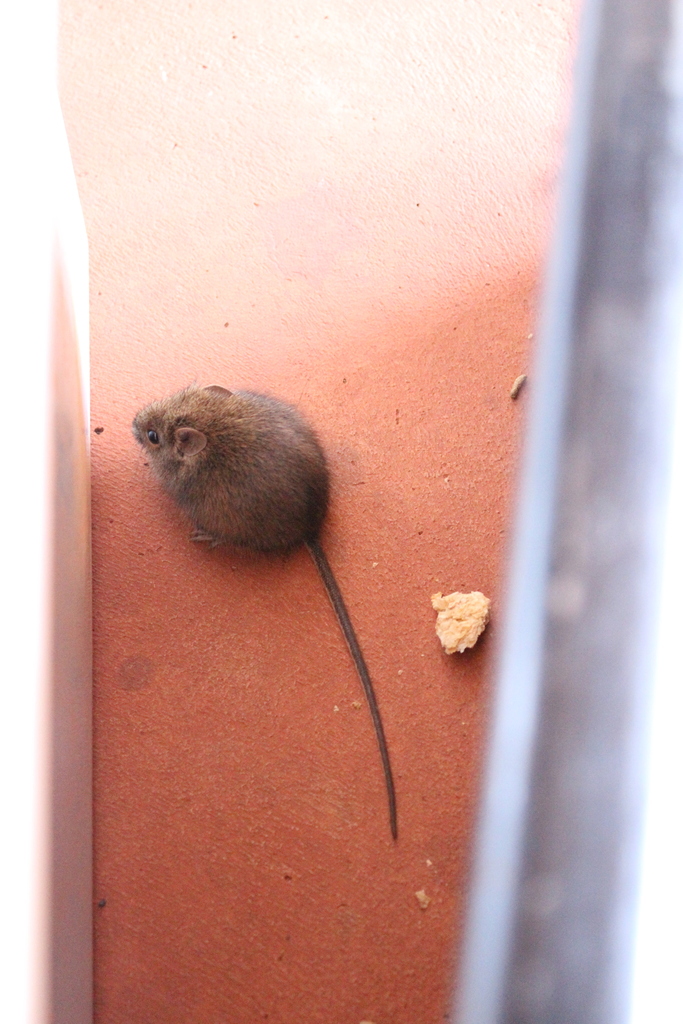 Desert Mouse (Pseudomys desertor) - Know Your Mammals