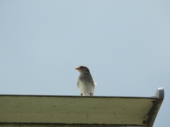 Passer domesticus