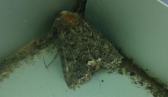 Melanchra pulverulenta