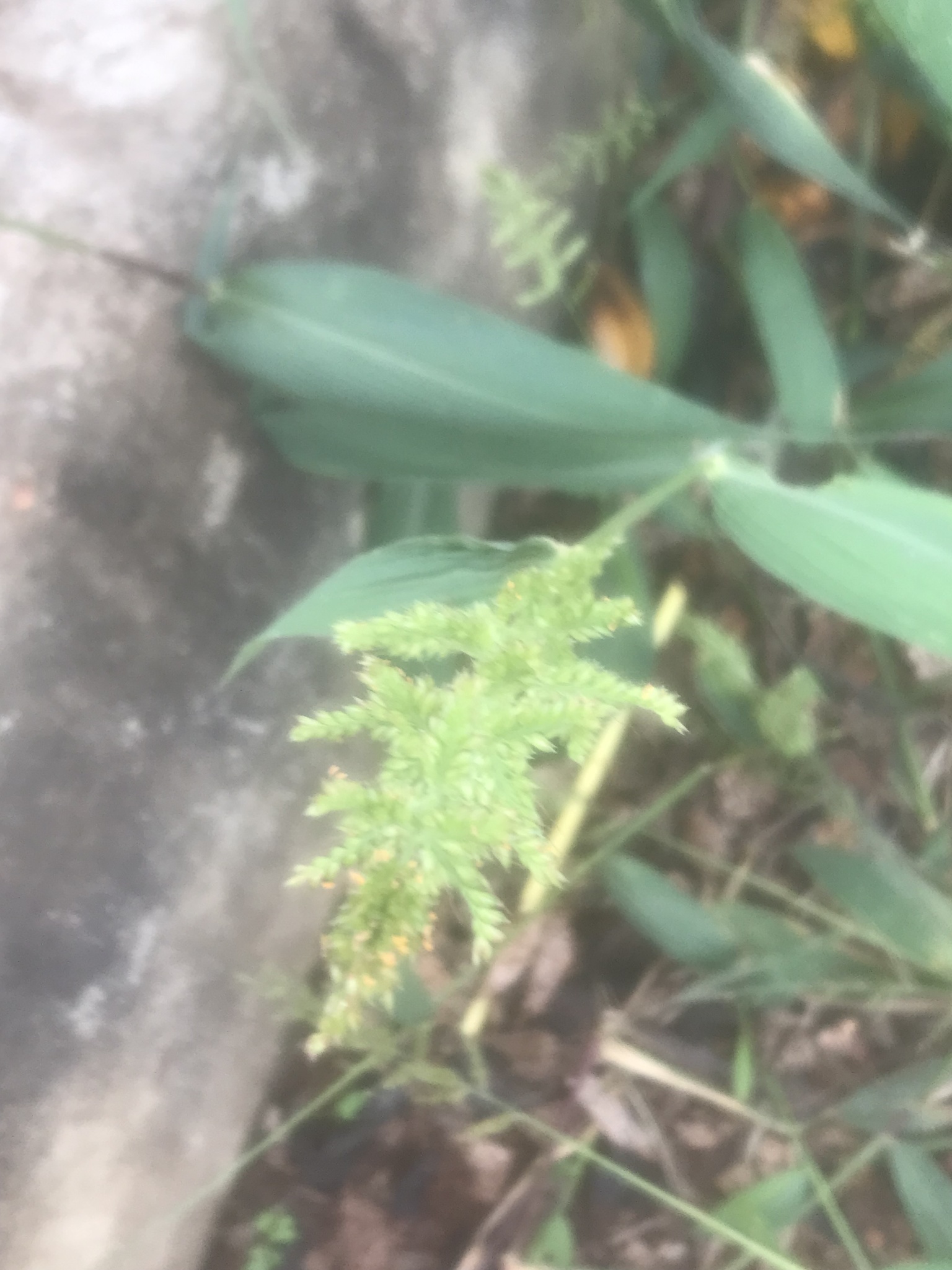 Echinochloa crus-galli — ảnh 3