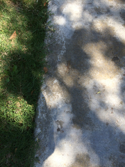 Sceloporus occidentalis