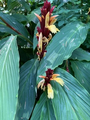 Cautleya spicata