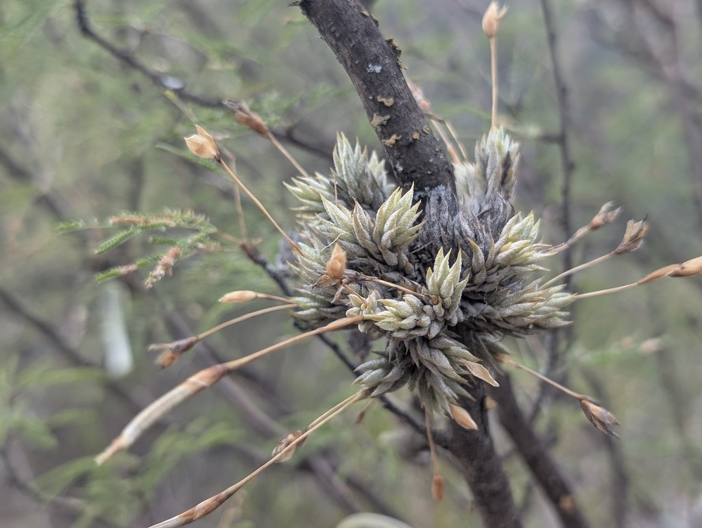 Tillandsia aizoides; photograph author not stated, no rights reserved