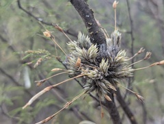 Tillandsia aizoides