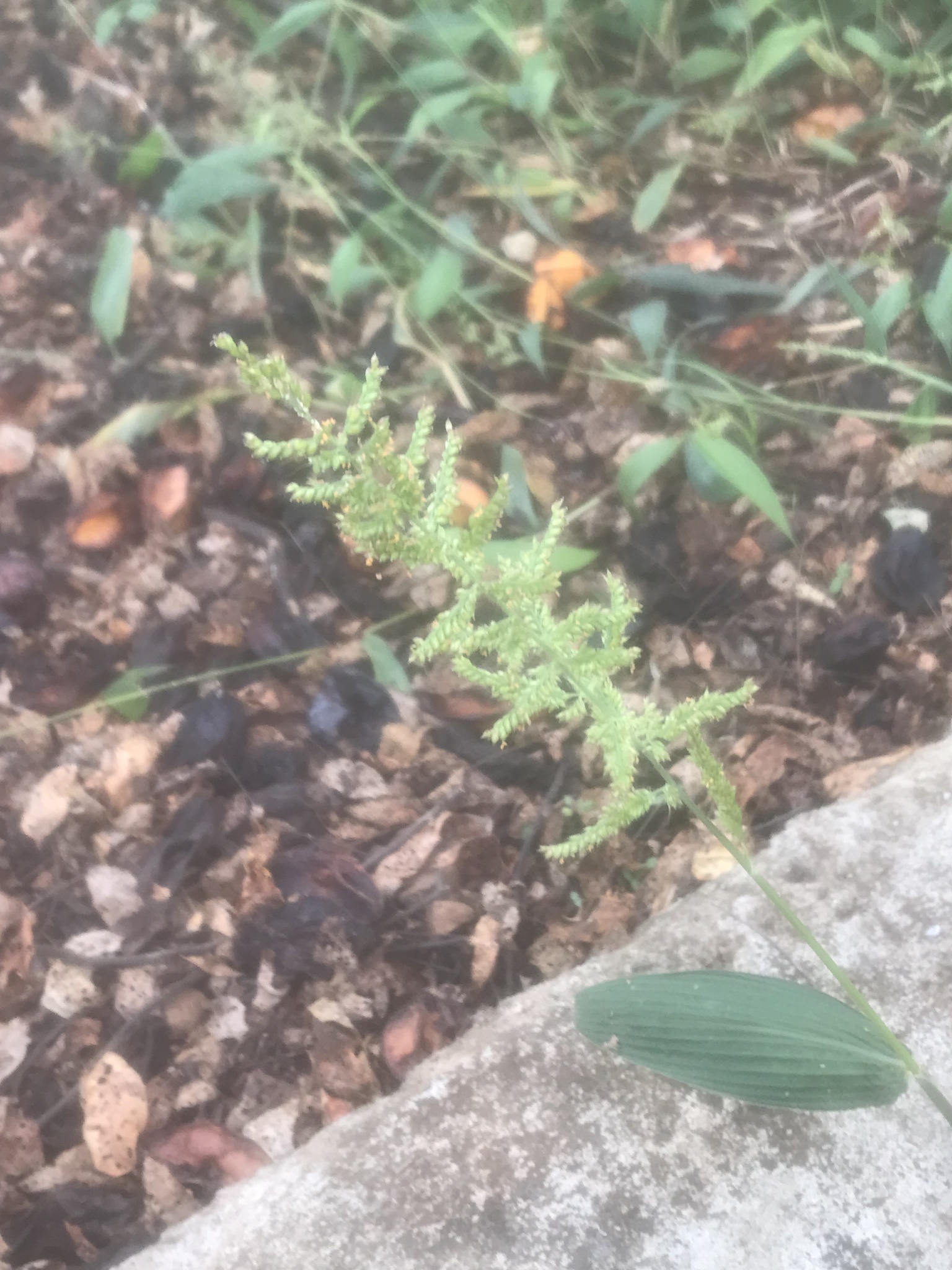 Echinochloa crus-galli — ảnh 2
