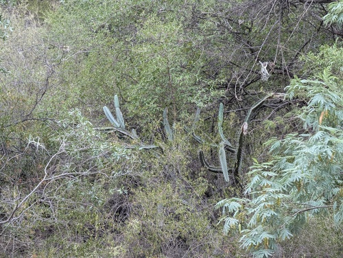 Cereus hankeanus (Cereus hankeanus)