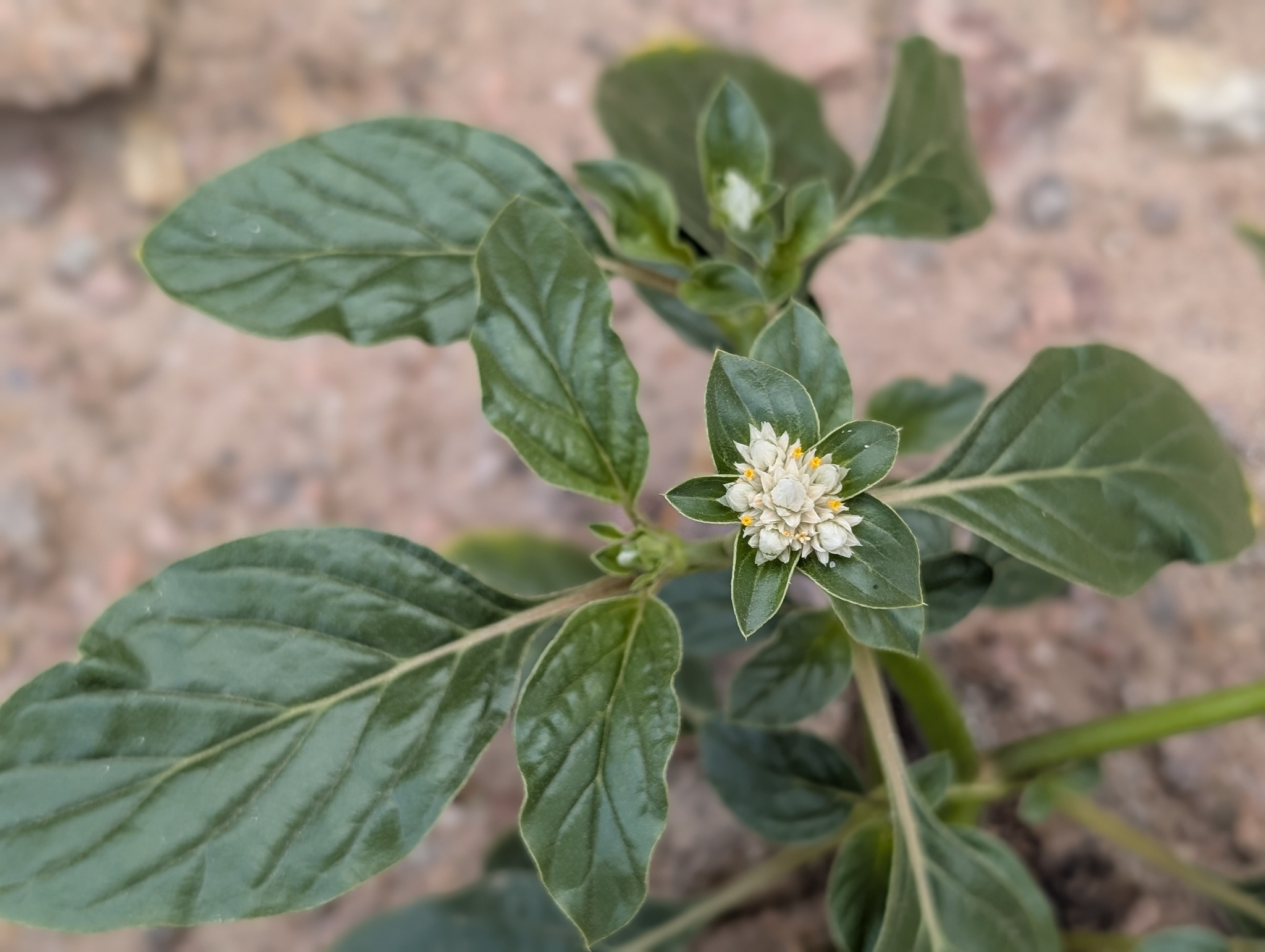 Gomphrena boliviana