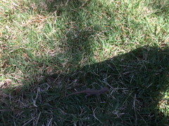 Sceloporus occidentalis