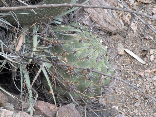Gymnocalycium saglionis