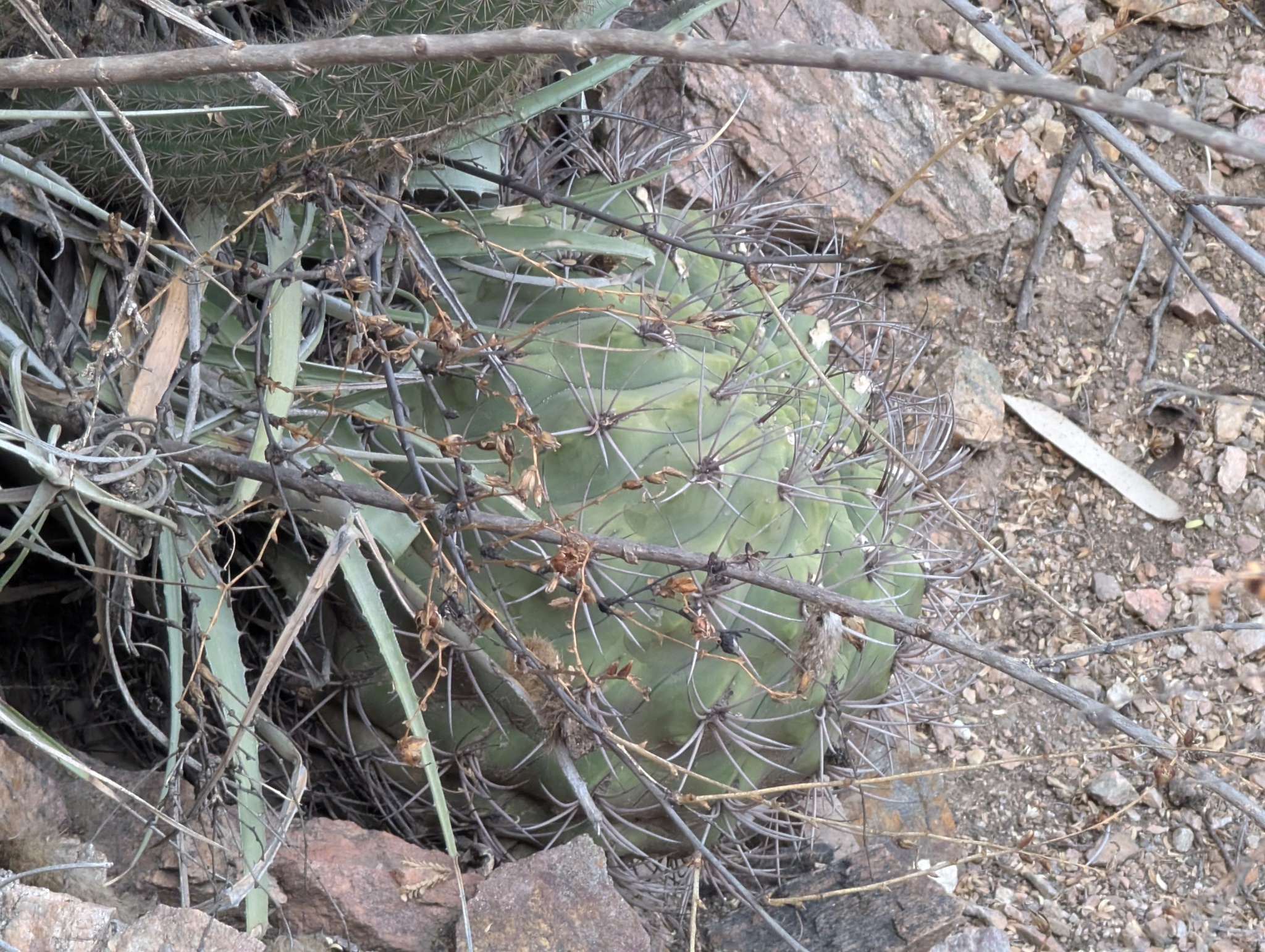 Gymnocalycium saglionis