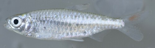 Elongated robber (Micralestes elongatus) — Alestidae