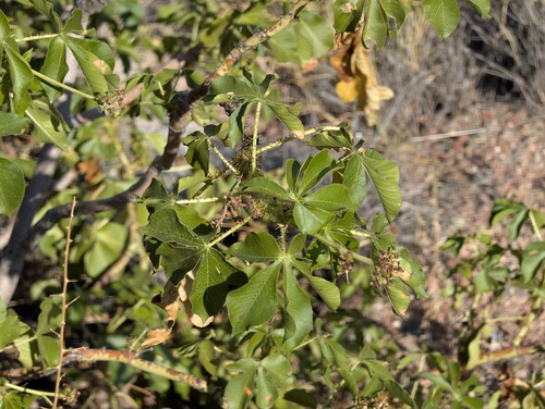 Jatropha excisa, photograph 4