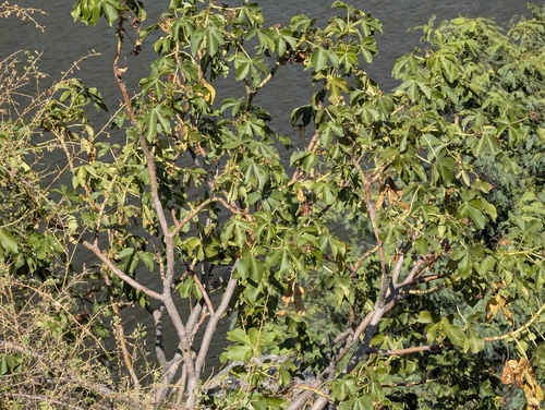 Jatropha excisa, photograph 5