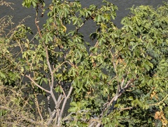 Jatropha excisa, photograph Zoltán Stekkelpak, CC0, iNaturalist via GBIF