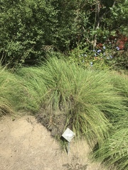 Eragrostis parviflora