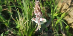Lachenalia judithiae