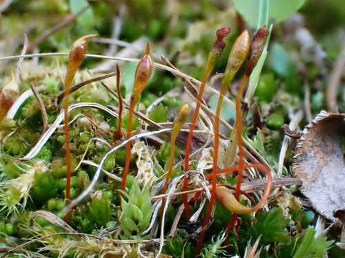 Tayloria froelichiana