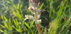 Lachenalia judithiae